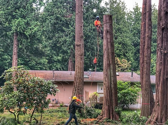 P'n'D Logging and Tree Service